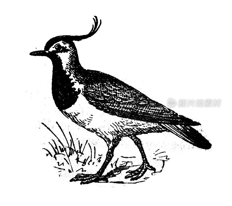 古董插画:北田凫(Vanellus Vanellus)